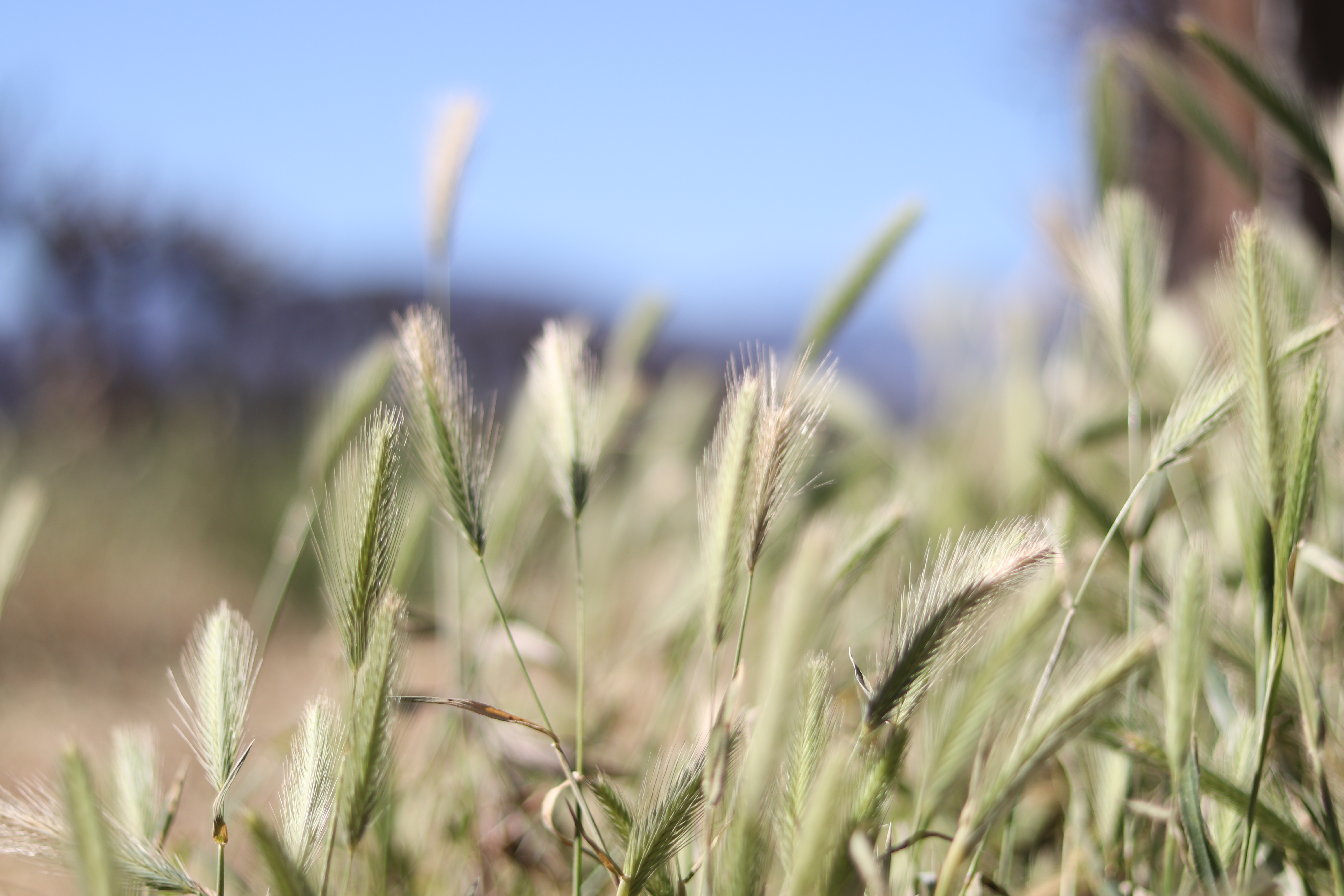 Field